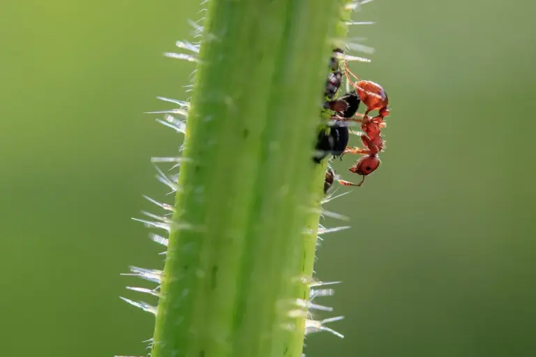 Close-up of ants climbing a bright green plant stem with spines, against a soft green background.