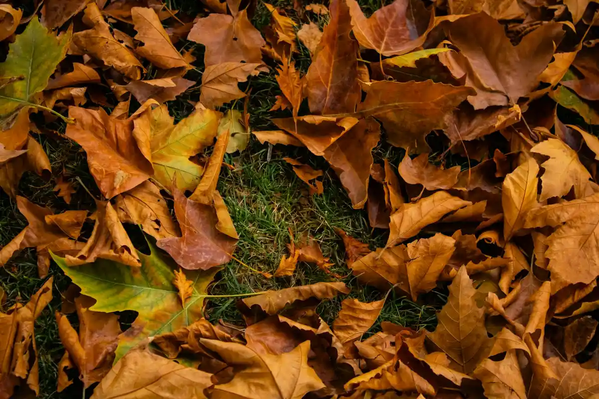 Brown and orange autumn leaves scattered over a patch of grass on the lawn