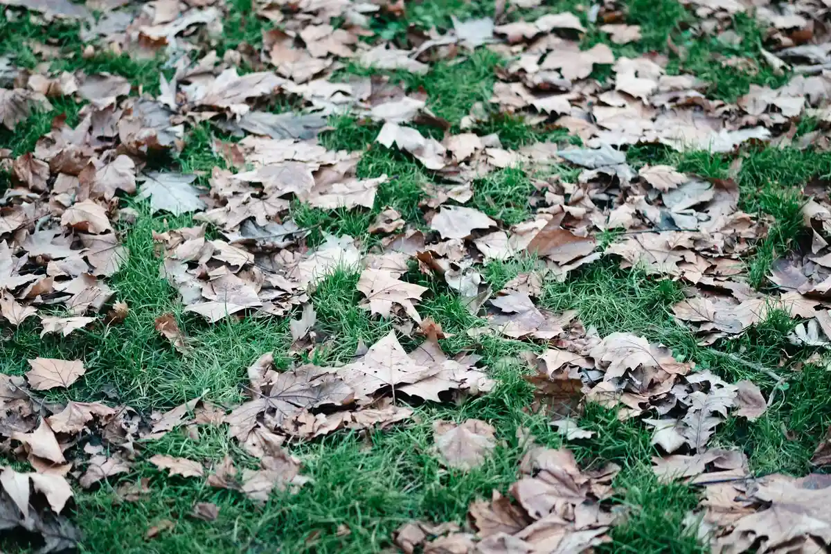 Brown autumn leaves scattered across a green lawn