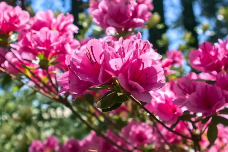 Close-up of vibrant pink azalea blossoms on a sunny day