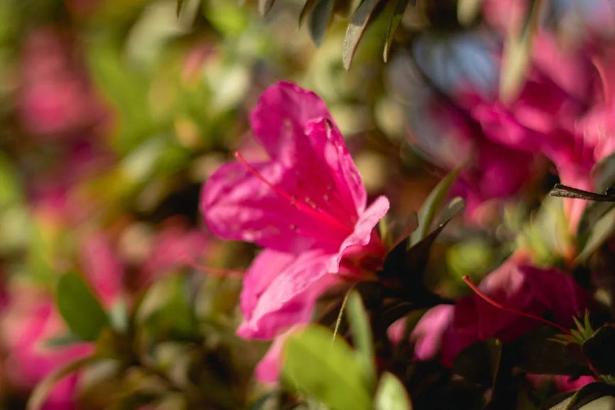 Close-up of pink azalea flowers blooming among green leaves.