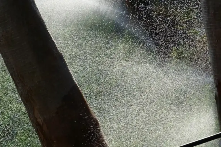 Water spraying from a lawn sprinkler between two tree trunks in a backyard.