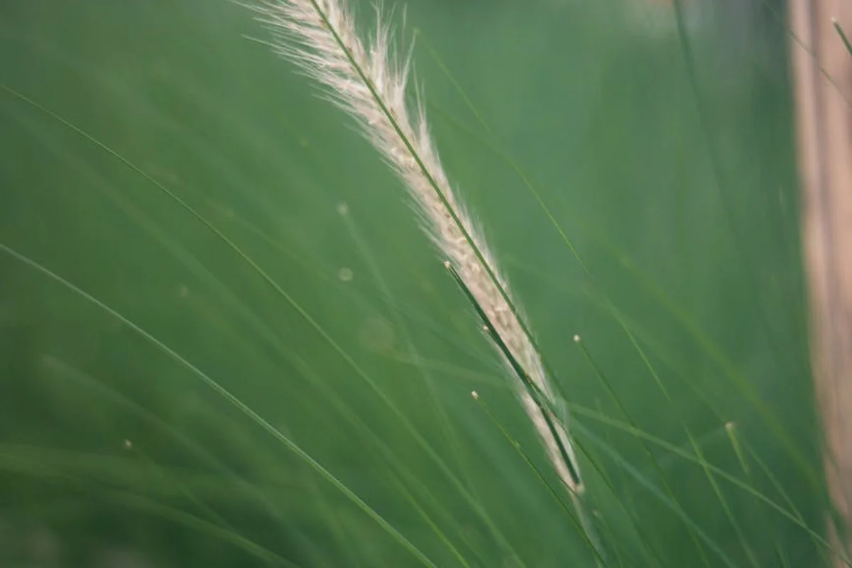 Close-up of Bermuda grass blade with a seed head