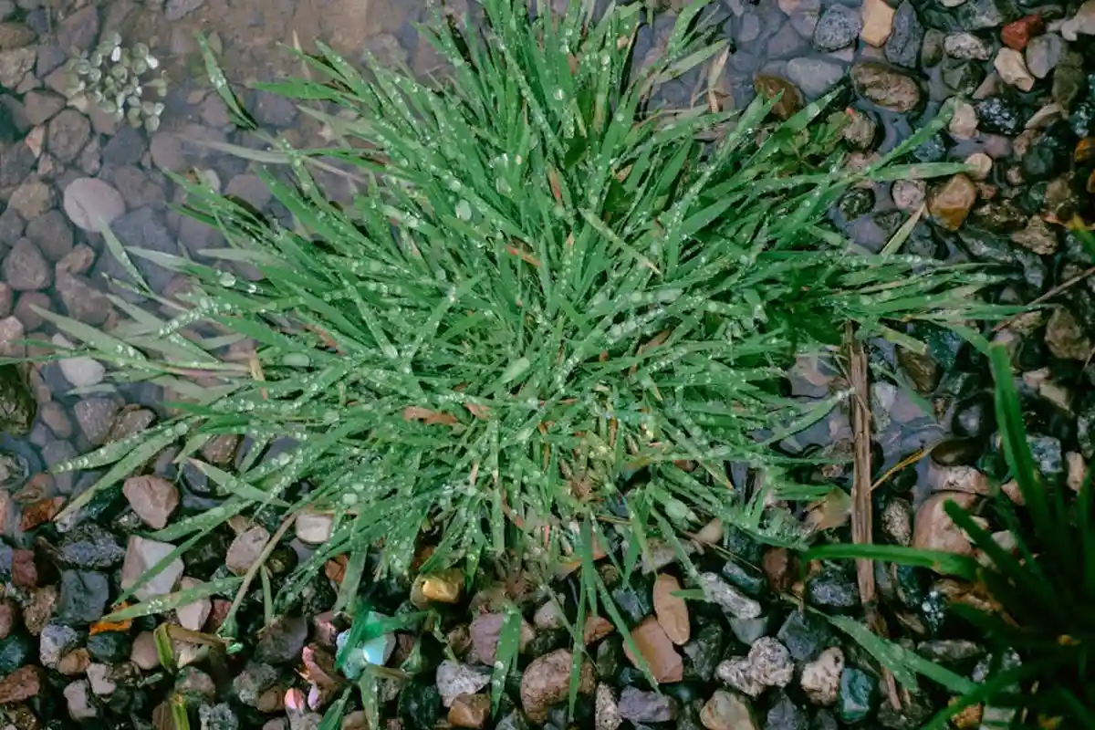 Close-up of a Bermuda grass clump with fine, slender blades growing among small rocks