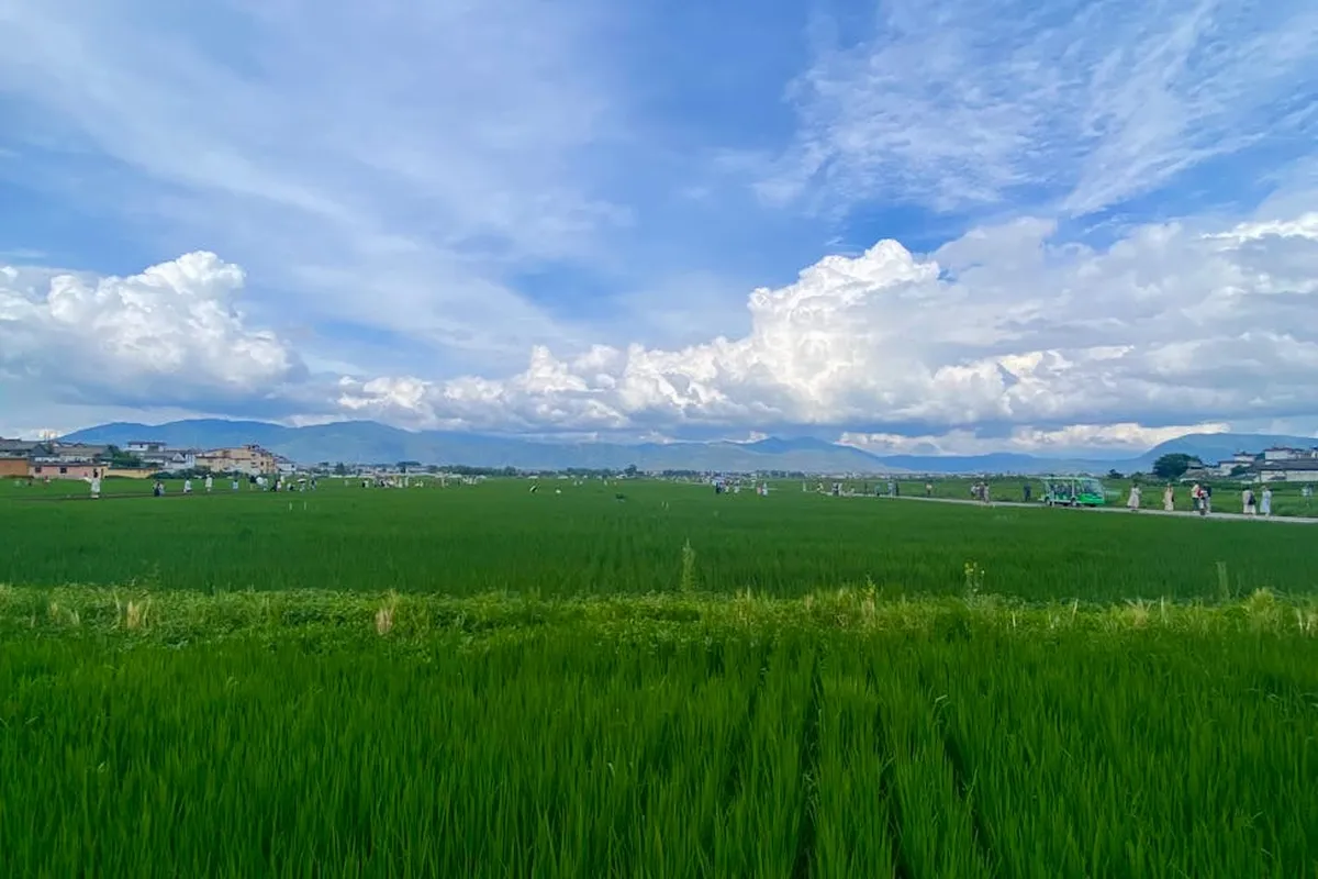 A vast green Bermuda grass field under a blue sky with fluffy white clouds.