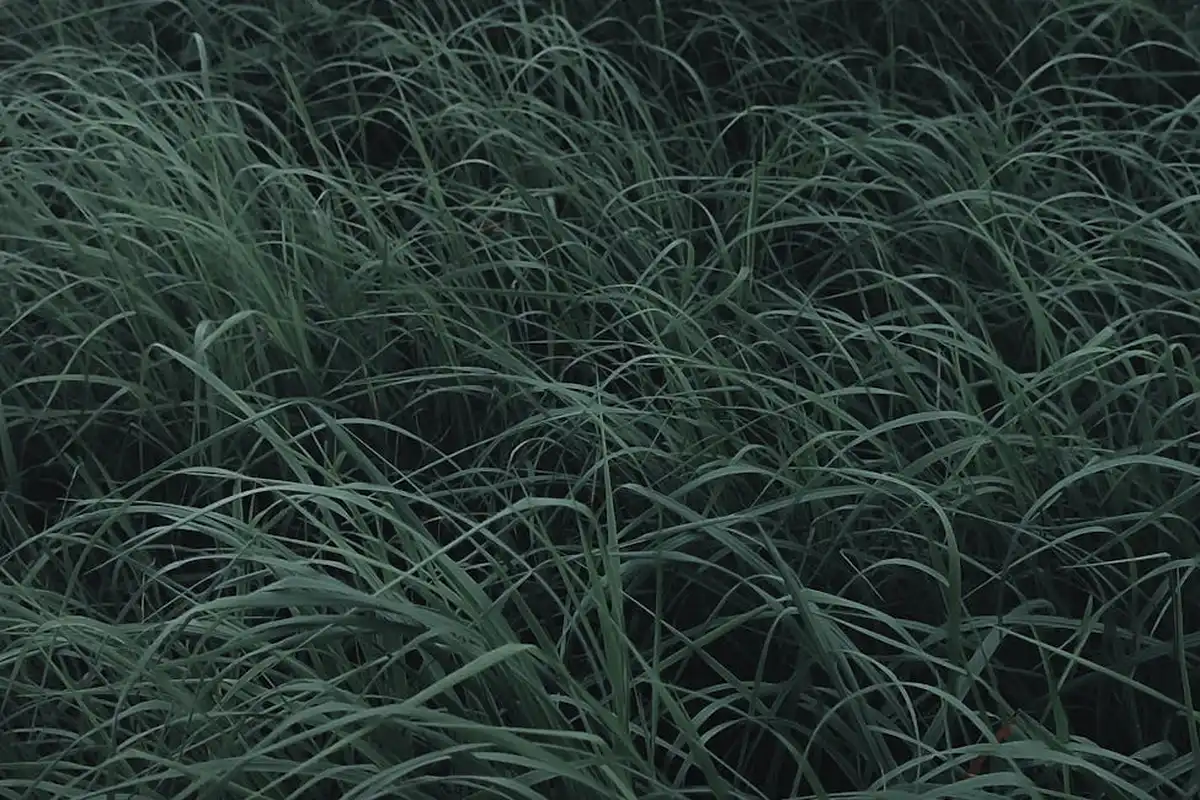 Close-up view of dense Bermuda grass blades forming a lush lawn