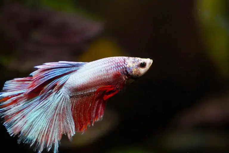Colorful betta fish with red and blue fins swimming in dark water.