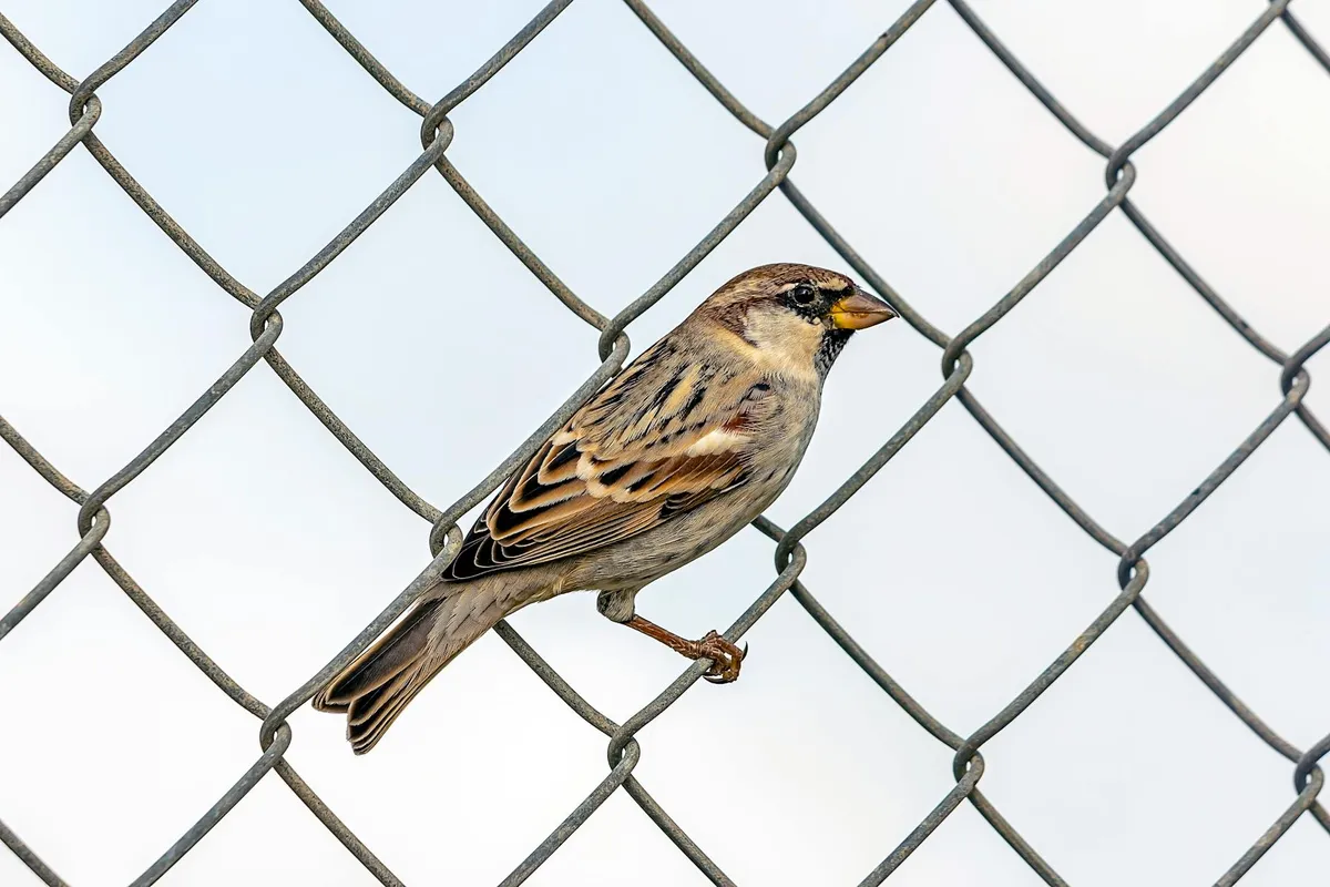 Small brown bird perched on a chain-link fence