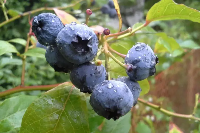 Close-up of ripe blueberries with dew on a leafy branch