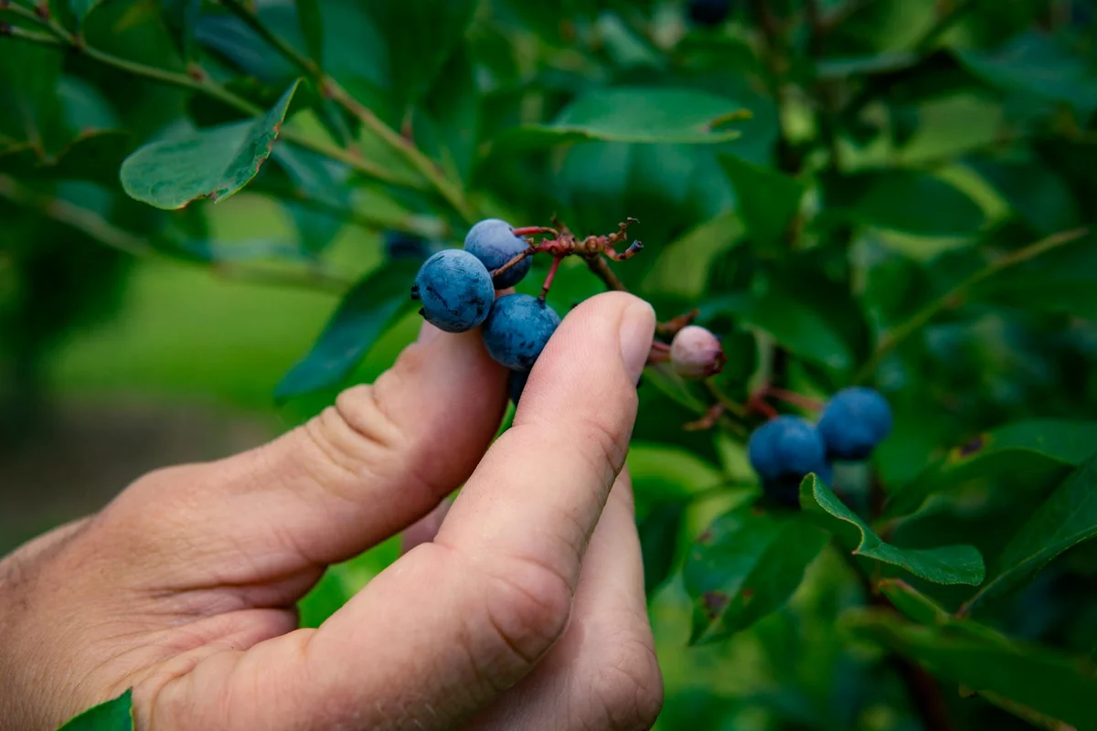 Close-up of a hand picking ripe blueberries from a blueberry bush surrounded by green leaves.