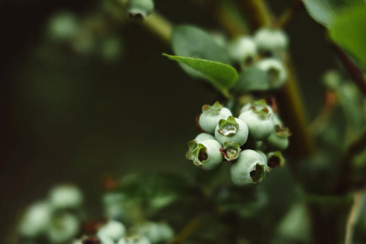Close-up of a blueberry bush showing clusters of small pale green berries among dark green leaves.