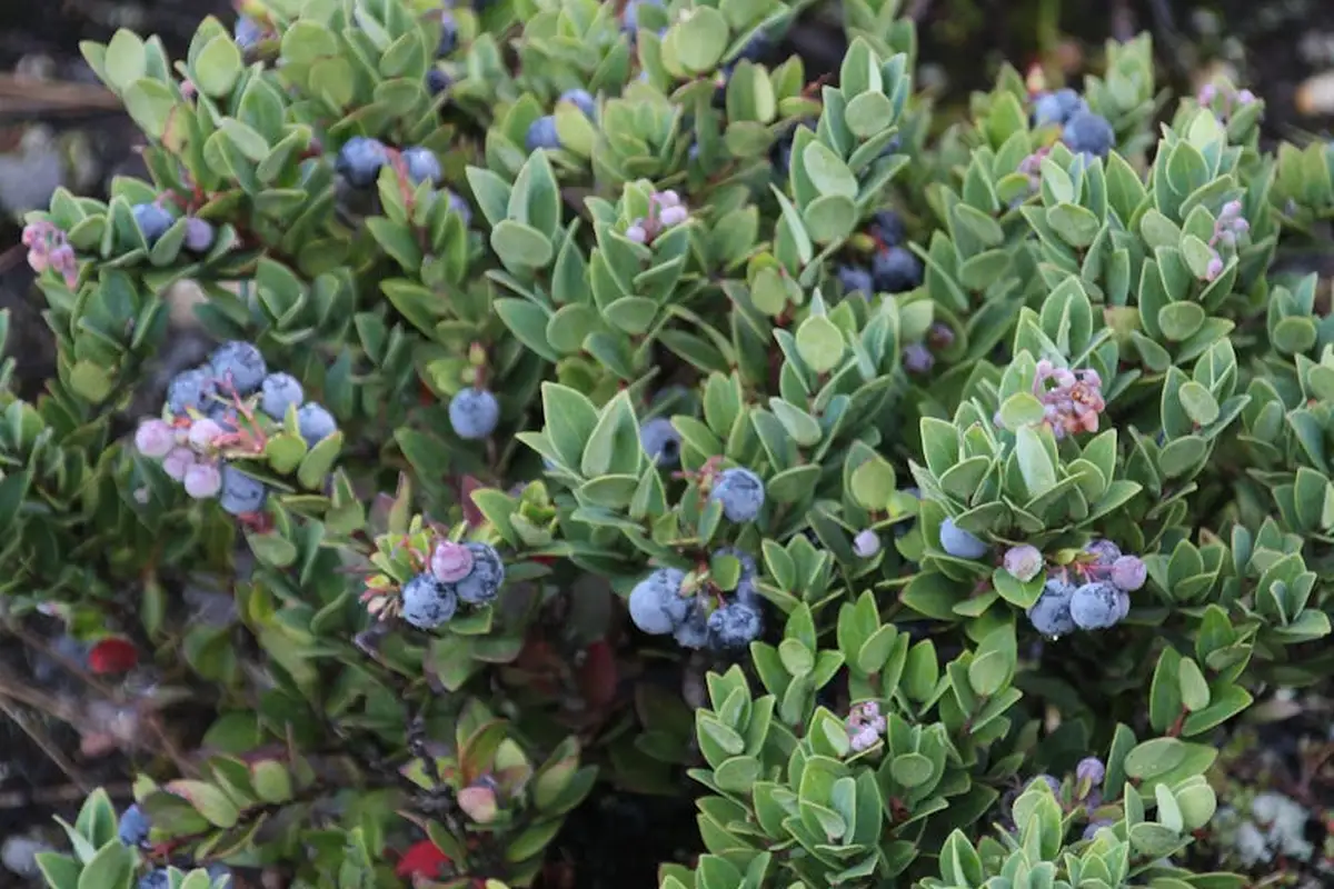 Blueberry bush with small blue-purple berries among dense green leaves.