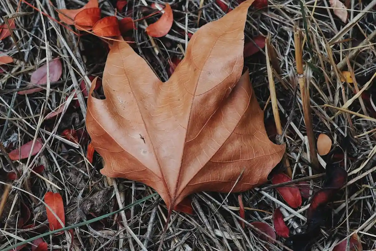 Brown autumn leaf resting on a bed of dried pine needles