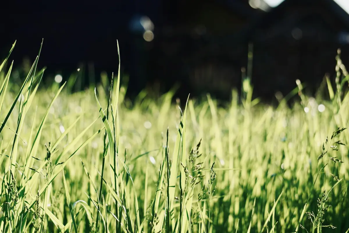 Close-up of sunlit lawn grass blades in a field, representing budget-friendly turf options and alternative paths.