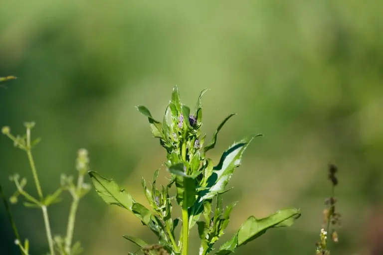 Close-up of a weed plant with a blurred green background