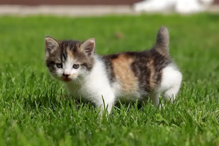 Calico kitten standing on a lush green lawn.