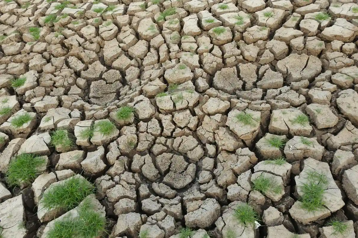 Cracked dry clay soil with small tufts of green grass growing in the cracks