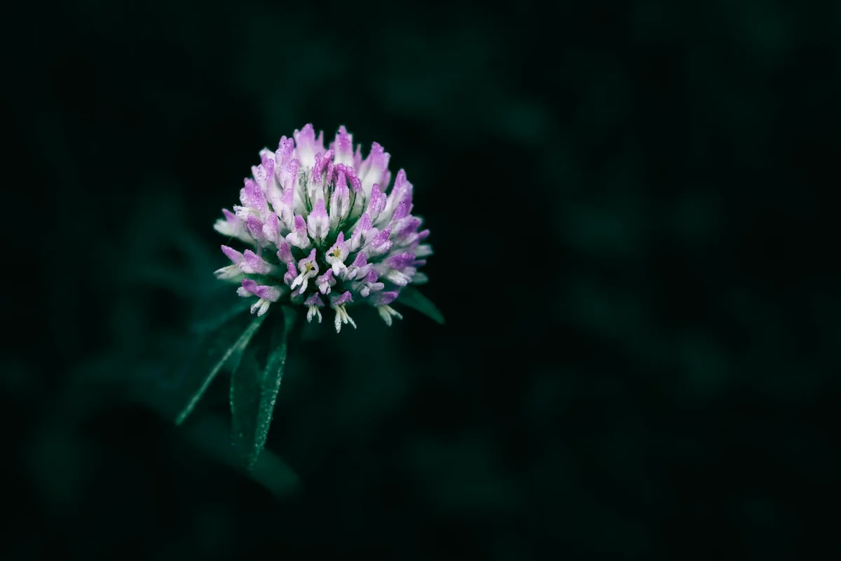 Close-up of a purple clover flower against a dark green background