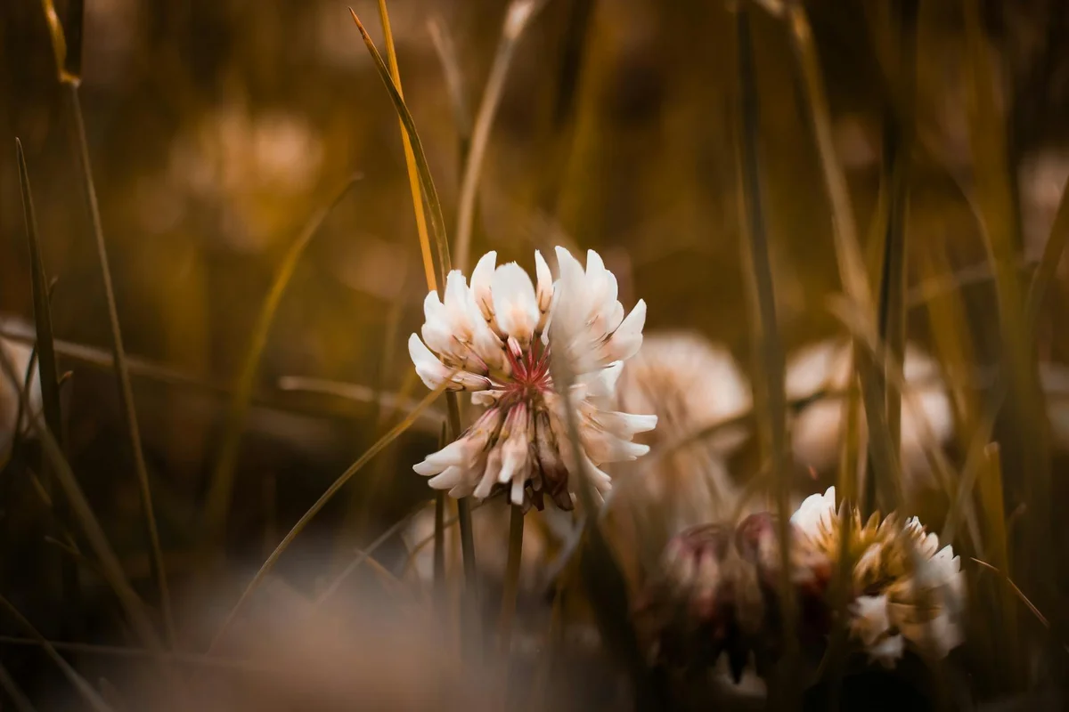 Close-up of a white clover flower surrounded by tall grass blades in a field