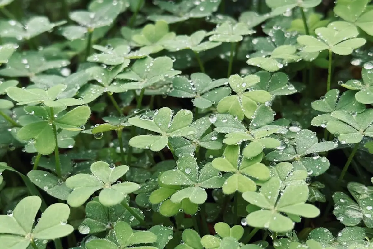 Close-up of dense green clover leaves with droplets on a lawn