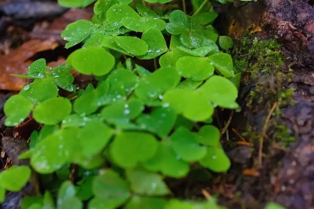 Is Clover Taking Over Your Lawn? Here’s Your Game Plan.