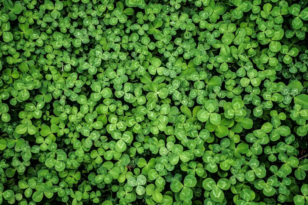 Close-up of a dense, bright green clover lawn with small three-leaf leaves.