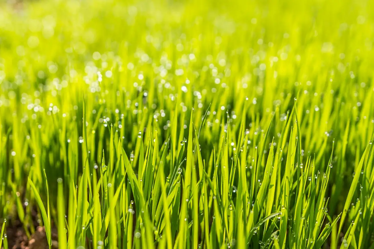 Close-up of fresh green sod blades with morning dew droplets