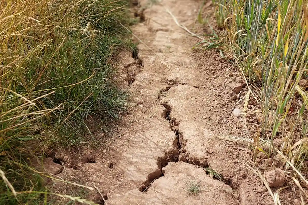 Cracked, dry soil forming a narrow trench along a lawn edge, with dry grasses on both sides.