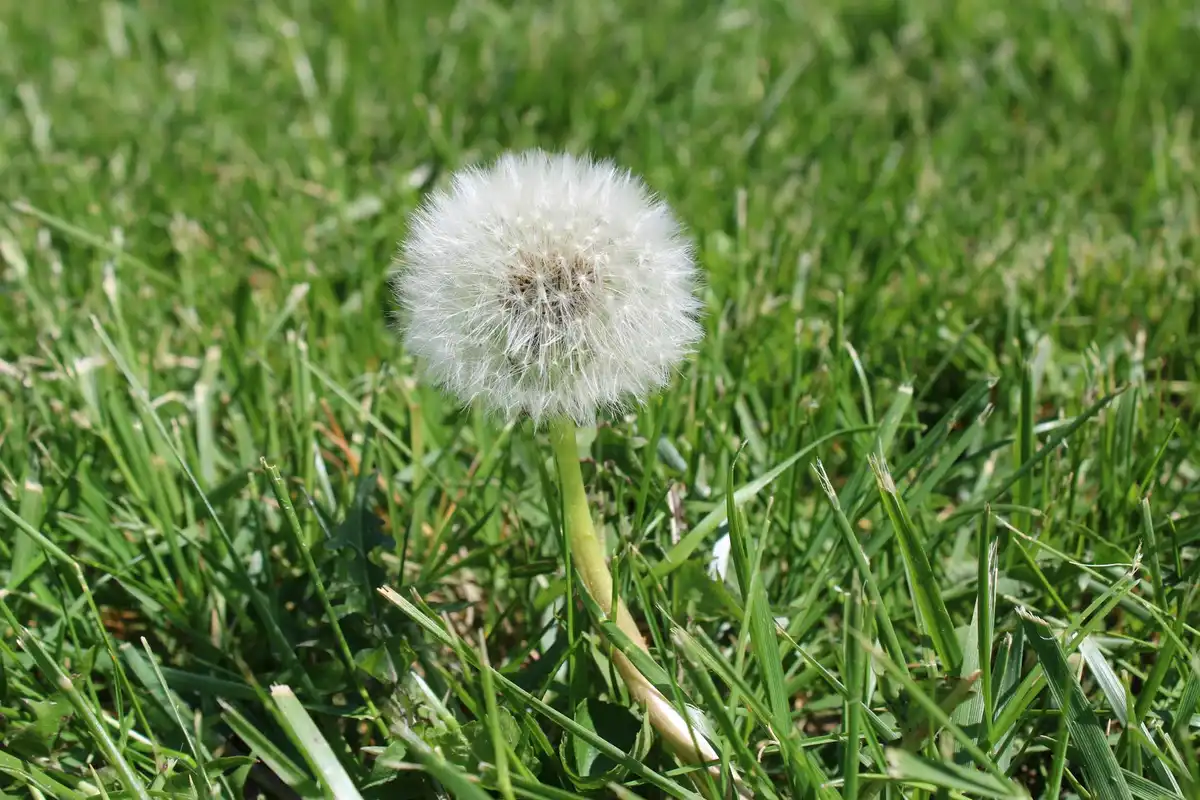 White fluffy dandelion seed head in green grass