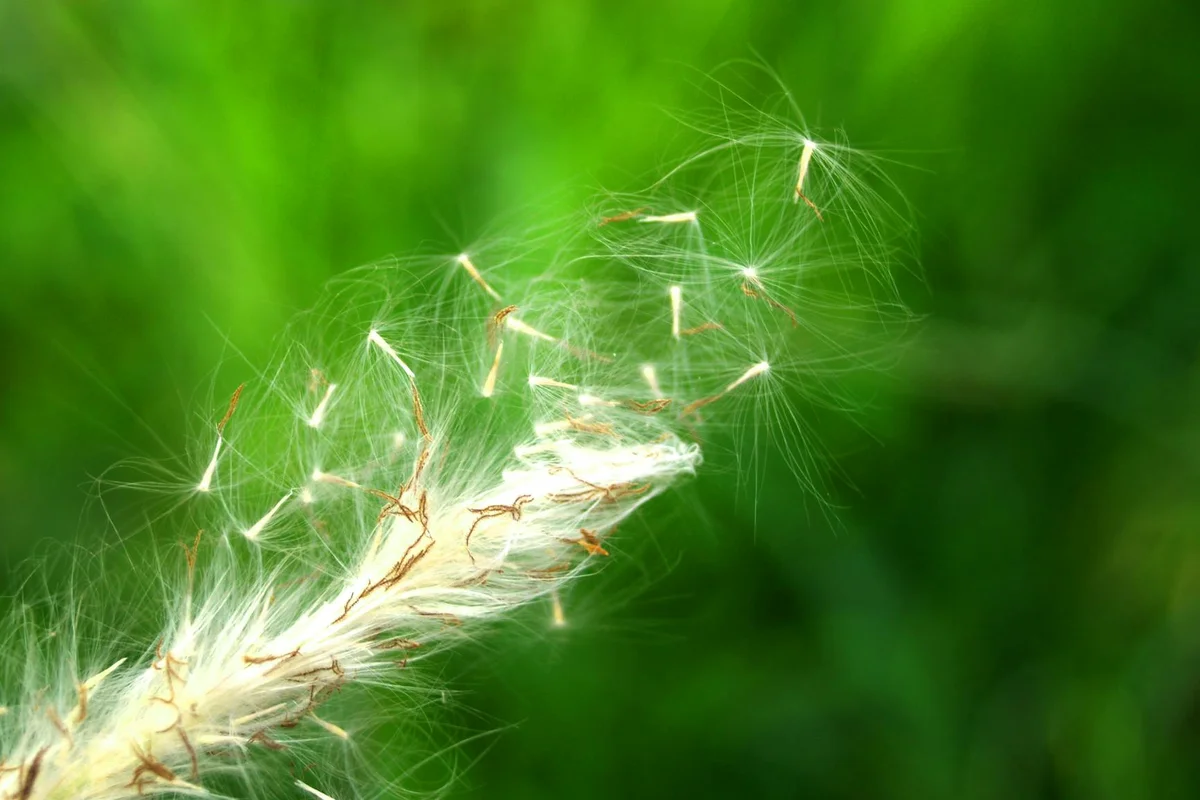 Close-up of a dandelion seed head releasing delicate white seeds against a soft green background