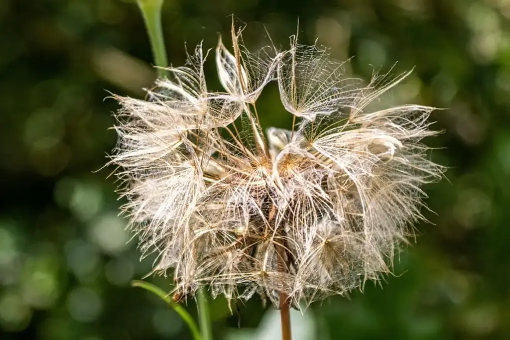What’s the Right Grass Seed for Your Lawn’s Climate and Soil?