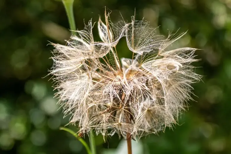 Close-up of a fluffy dandelion seed head