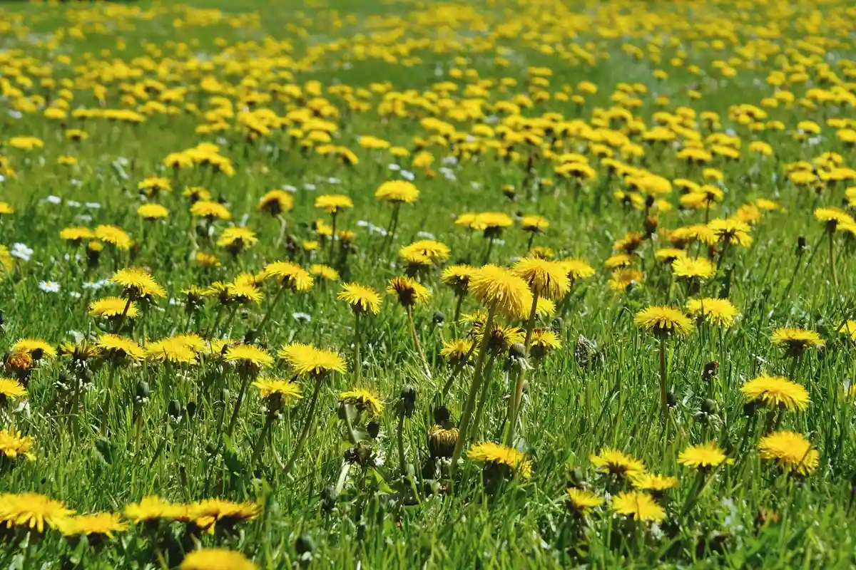 Field of yellow dandelions in a grassy lawn, illustrating a common lawn weed
