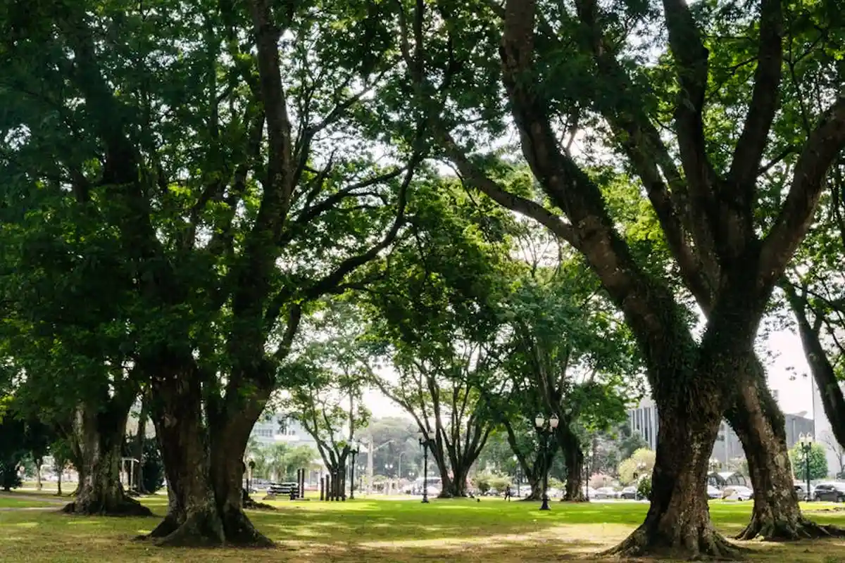 Shade-dappled park with mature trees and green grass, sun streaming through the canopy
