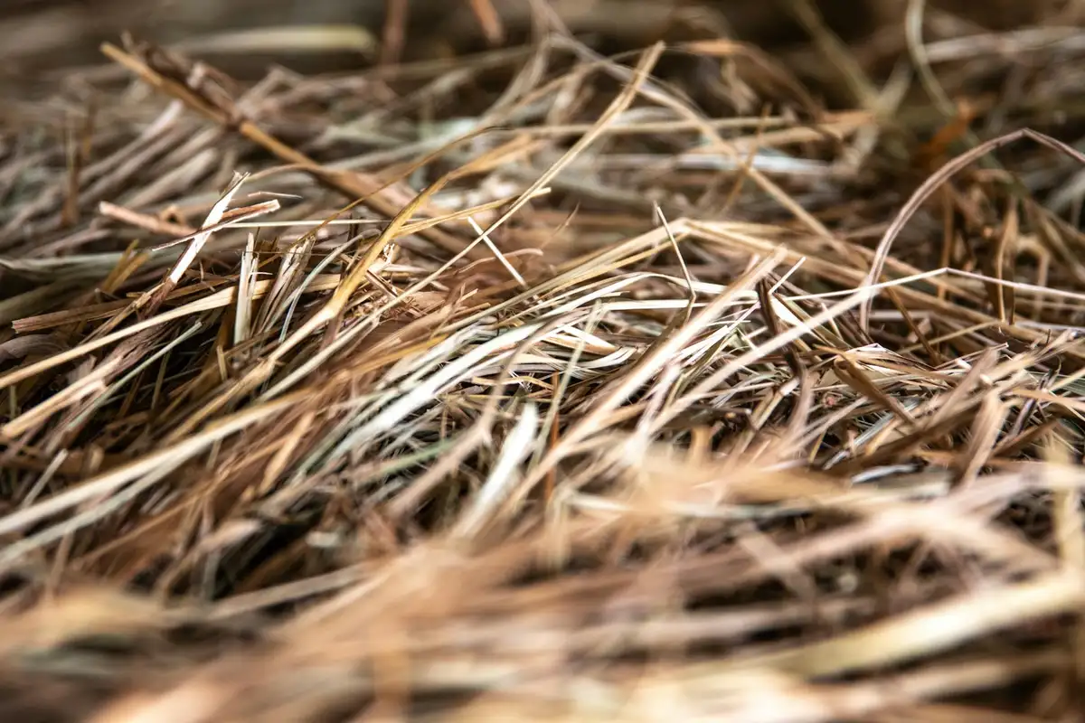 Close-up view of dry, brown thatch or pine straw piled together, illustrating debris removed during dethatching.