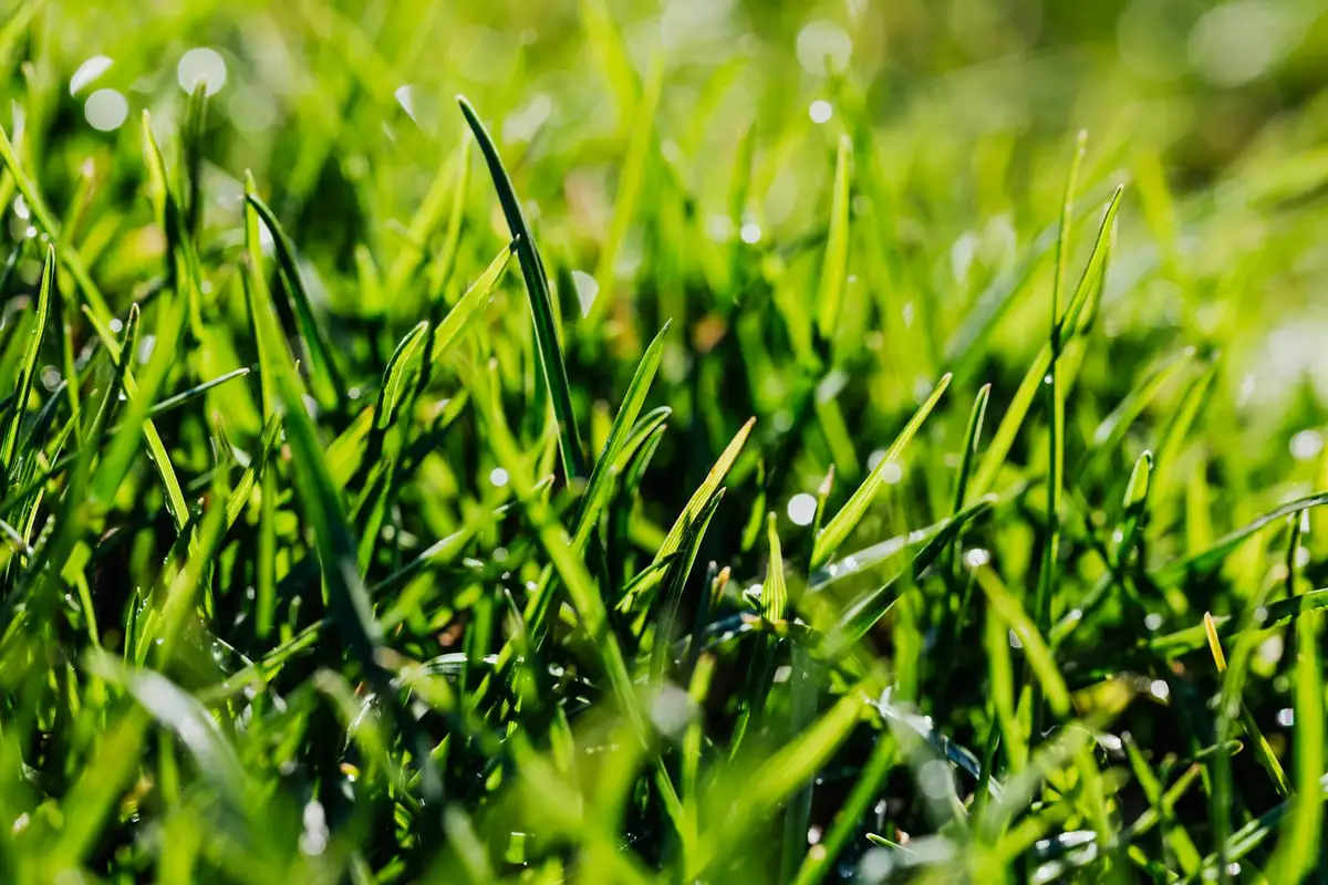 Close-up view of fresh green grass blades with morning dew