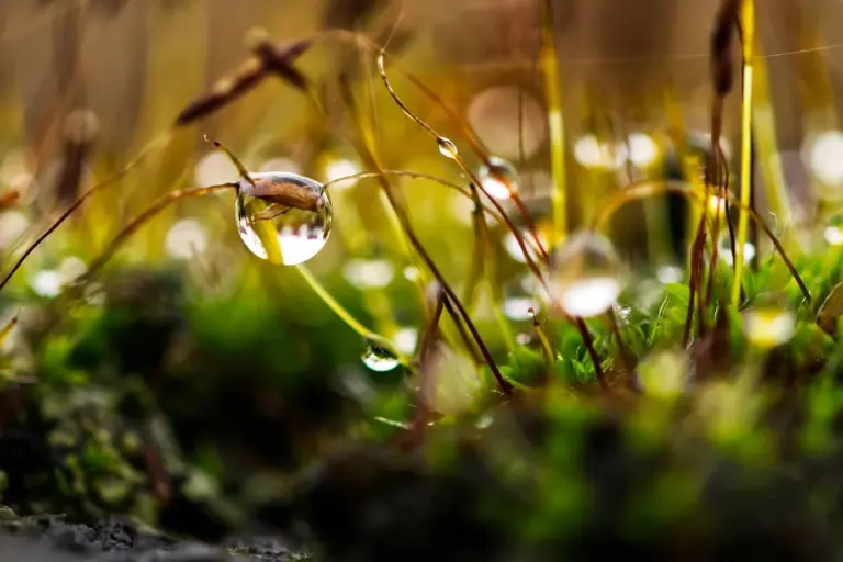 Macro photo of dewdrops on thin grass blades in a sunlit lawn, showing the texture of the turf with a blurred background