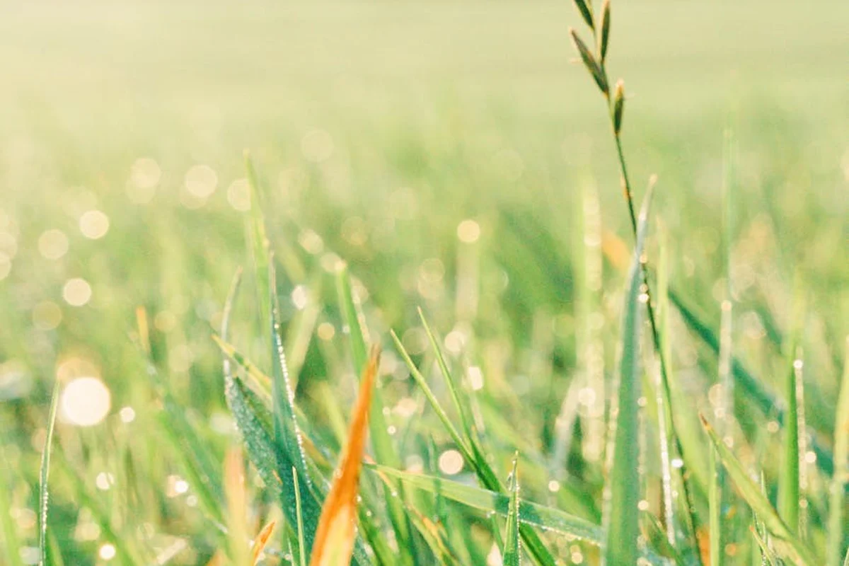 Close-up of dew-covered grass blades in the morning light.