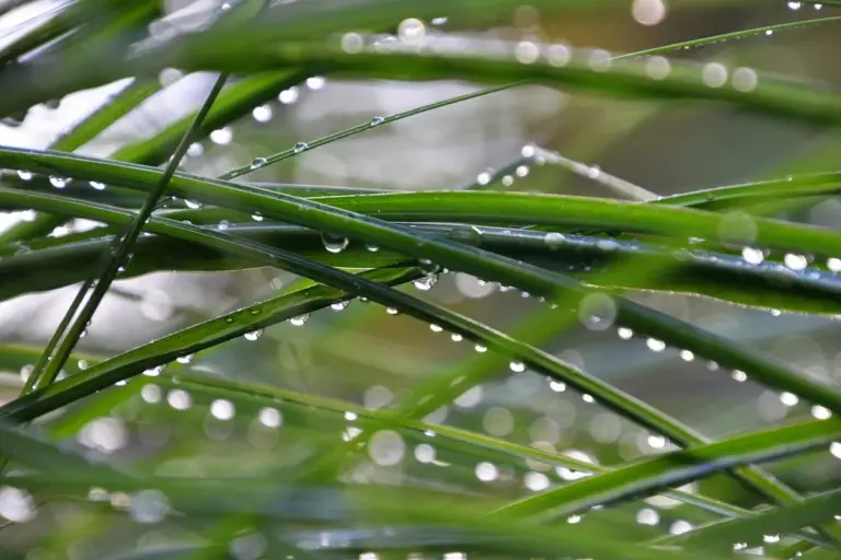 Close-up of dew-covered blades of grass