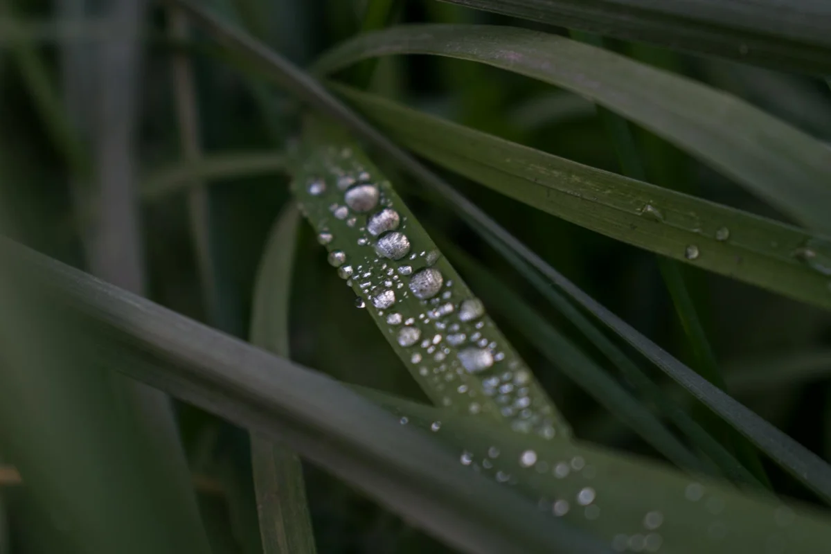 Close-up of dew on blades of grass after rain.