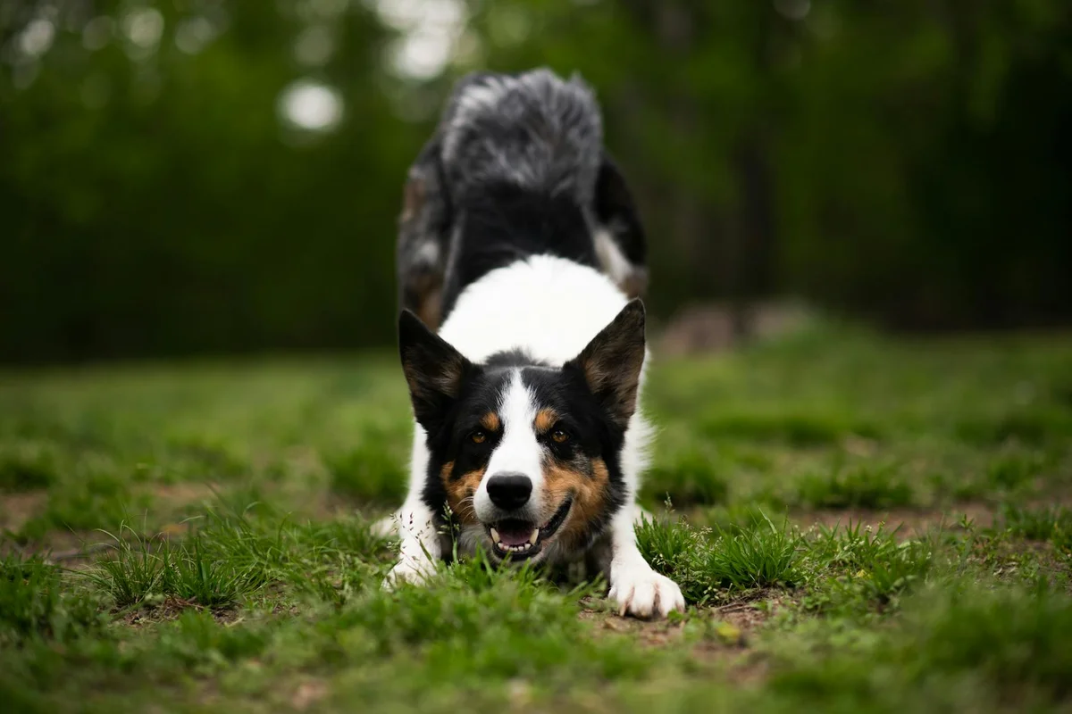 Playful dog on a grassy lawn crouching as if ready to dig.