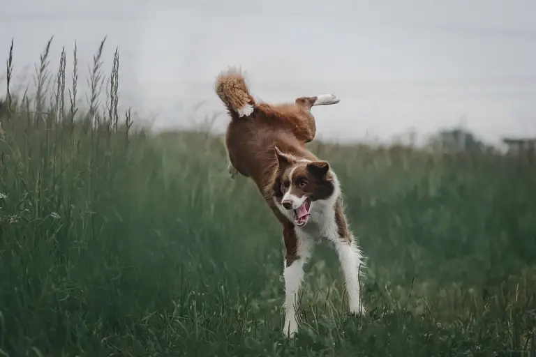 Brown and white dog running through tall grass in an open field
