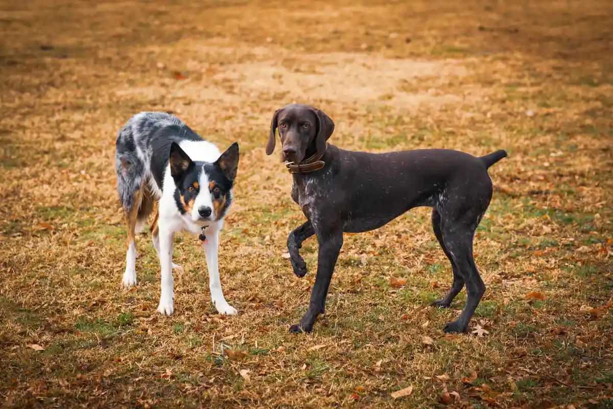 Two dogs stand on a patchy lawn, one gray and white and the other dark brown, looking at the camera.