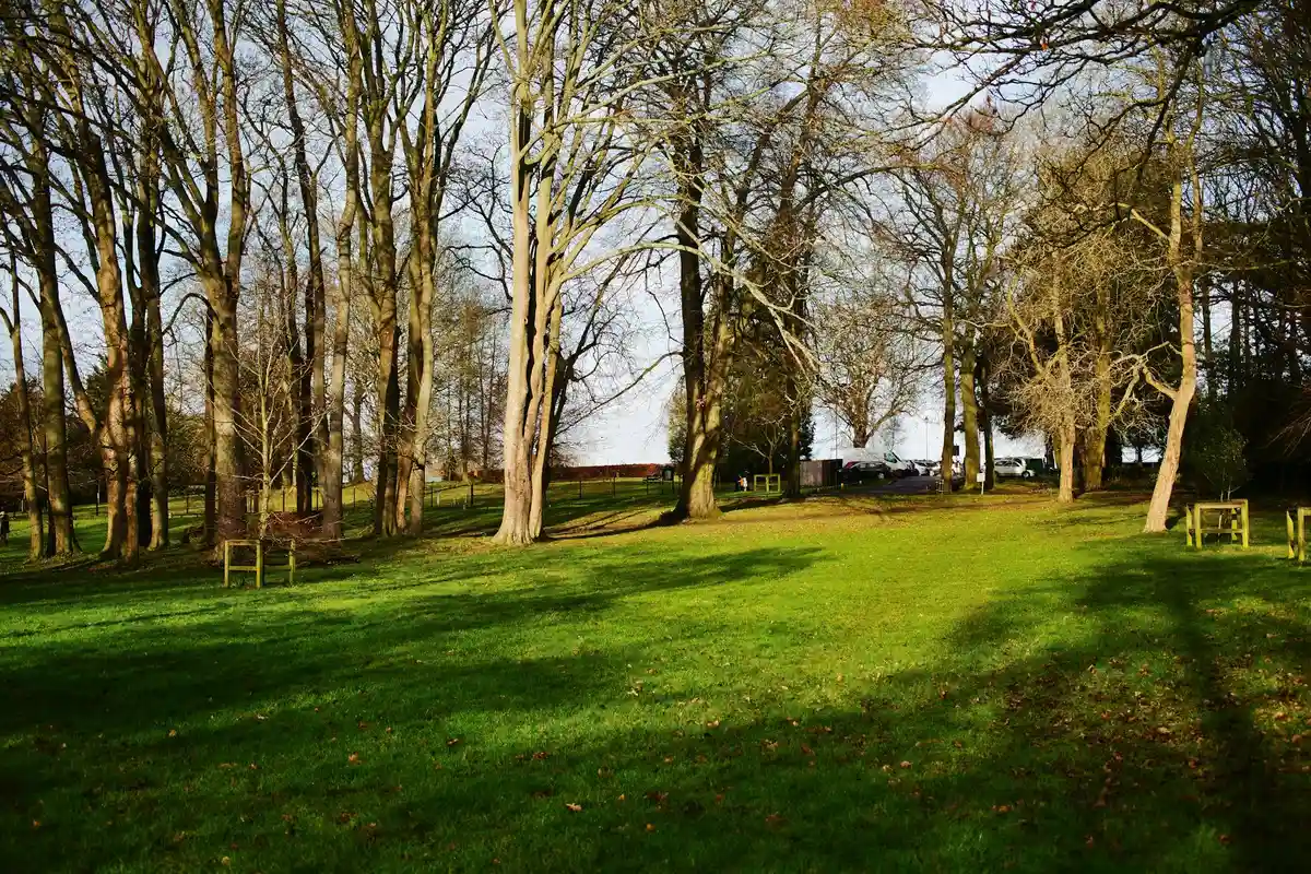 Sunlit, grassy yard with tall trees and scattered seating, illustrating ample space for dogs to play.
