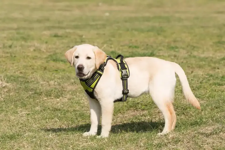 Cream-colored Labrador wearing a neon-green harness standing on a grassy lawn