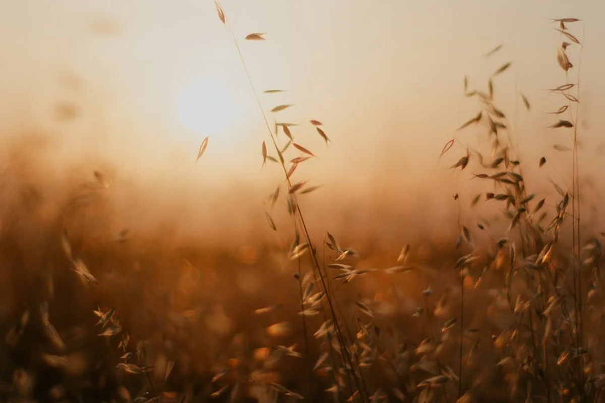 Golden-hour field of tall grasses swaying with the sun low on the horizon.