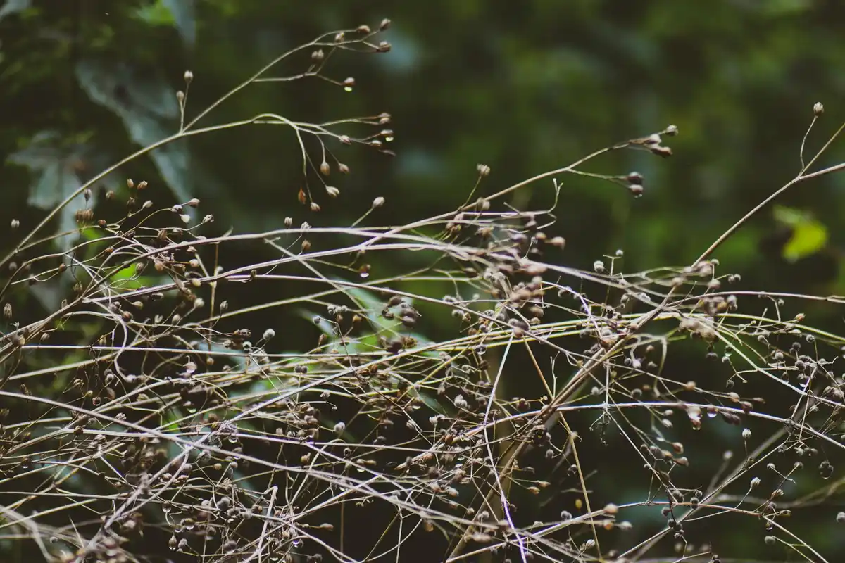 Close-up of delicate, dried grass seed heads with tangled stems