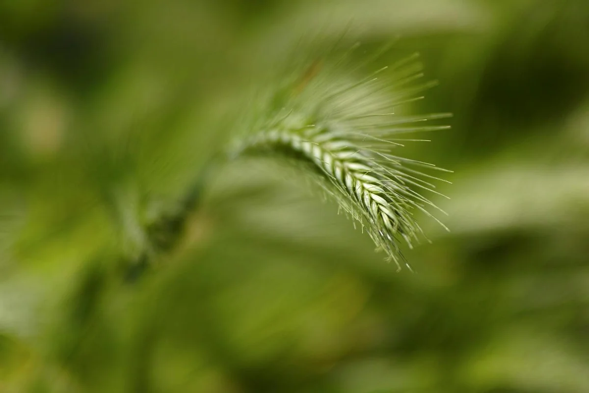 Close-up of a single grass seed head with a soft green background