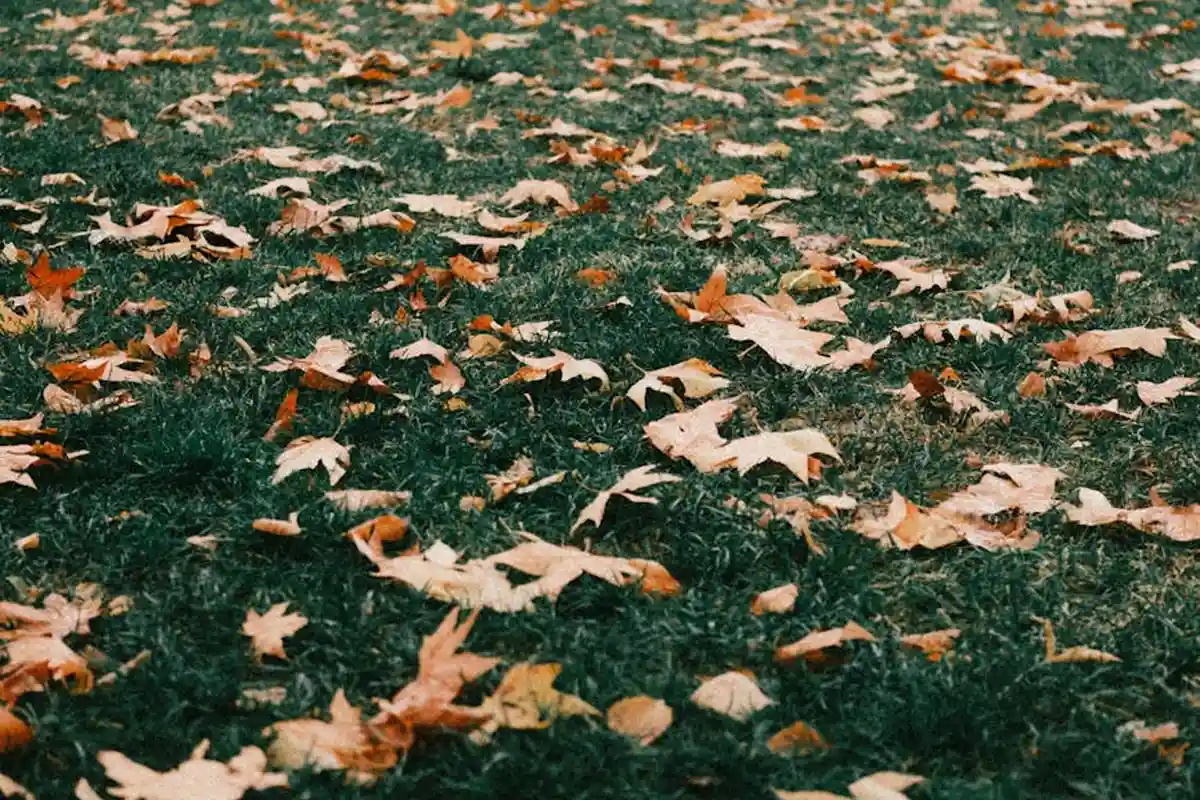 Green lawn scattered with brown and orange autumn leaves, a fall scene.
