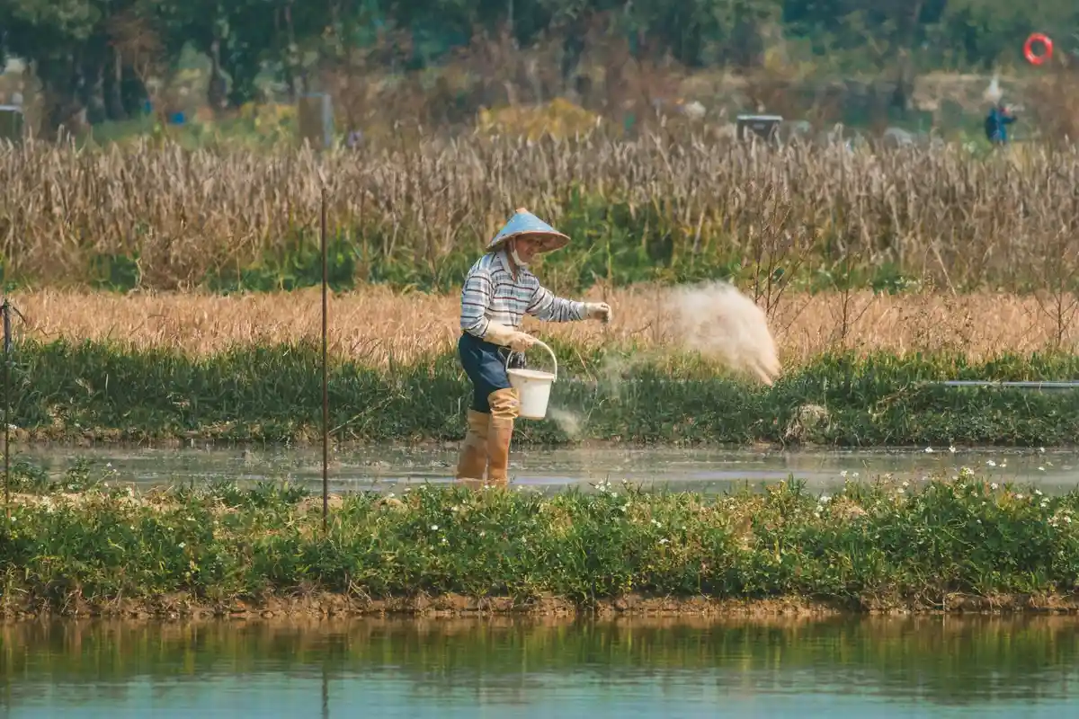 Farmer wearing a conical hat and striped shirt stands by a water channel, pouring fertilizer from a bucket onto a row of crops.